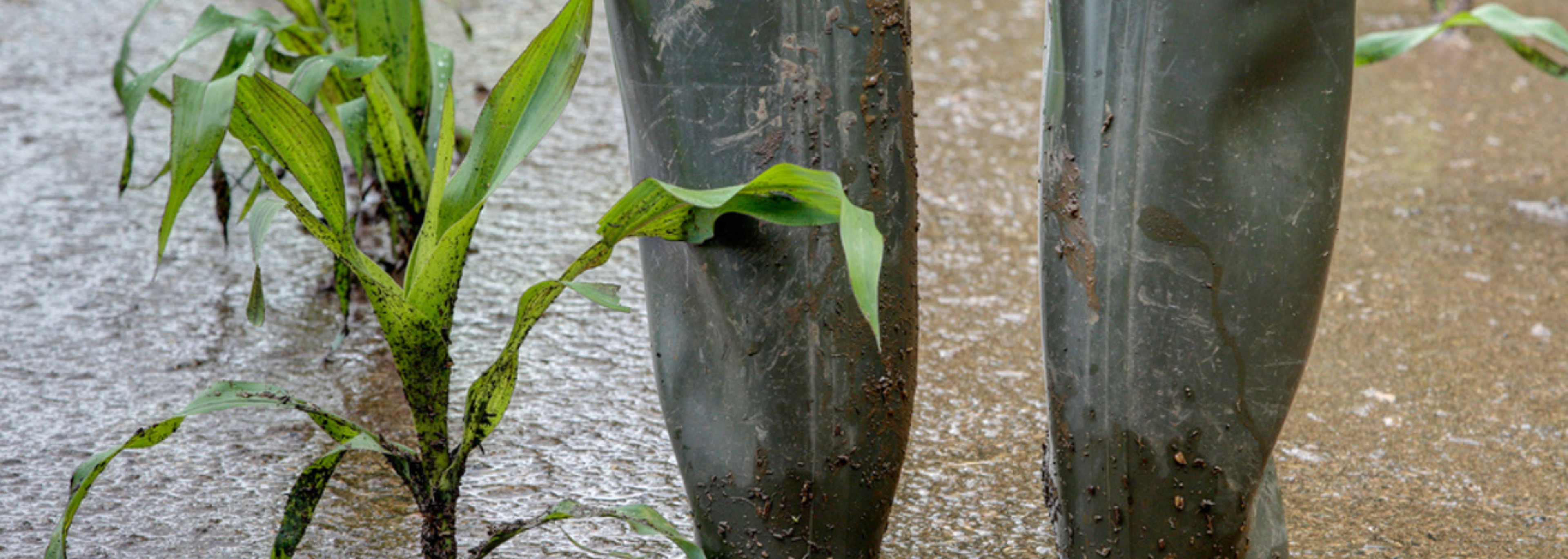 Study shows UK is vulnerable to future food crisis