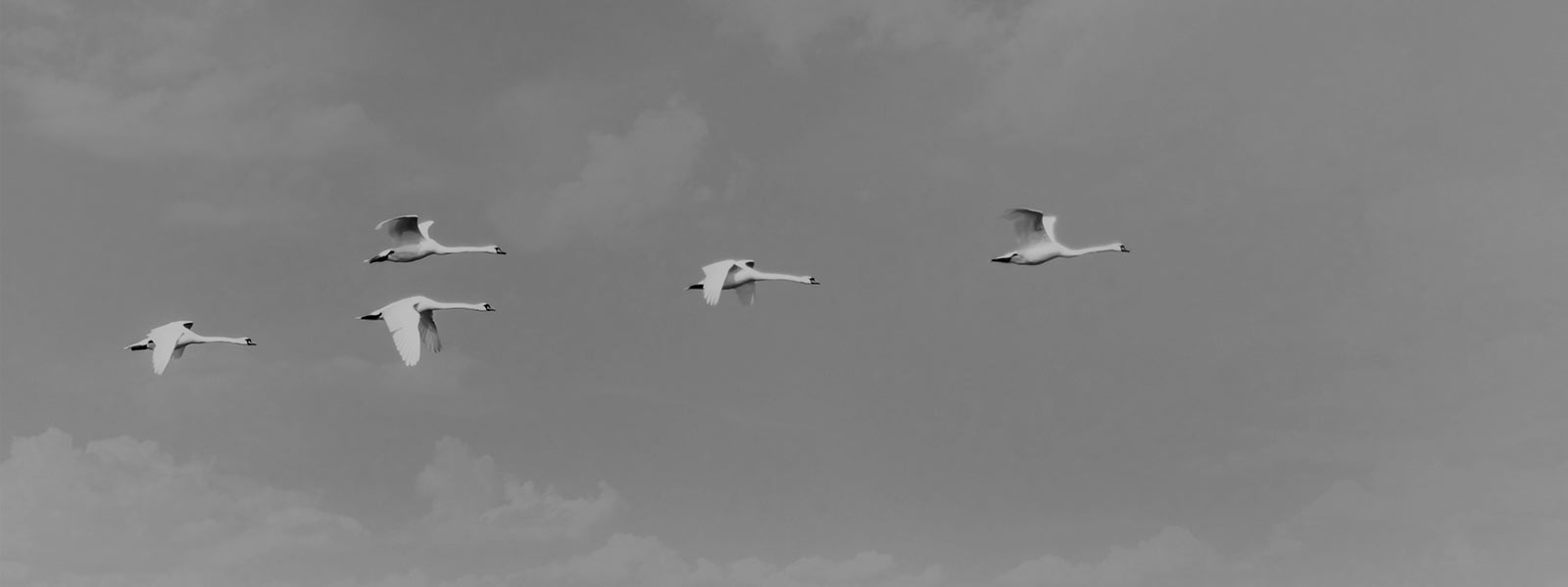 White swans flying