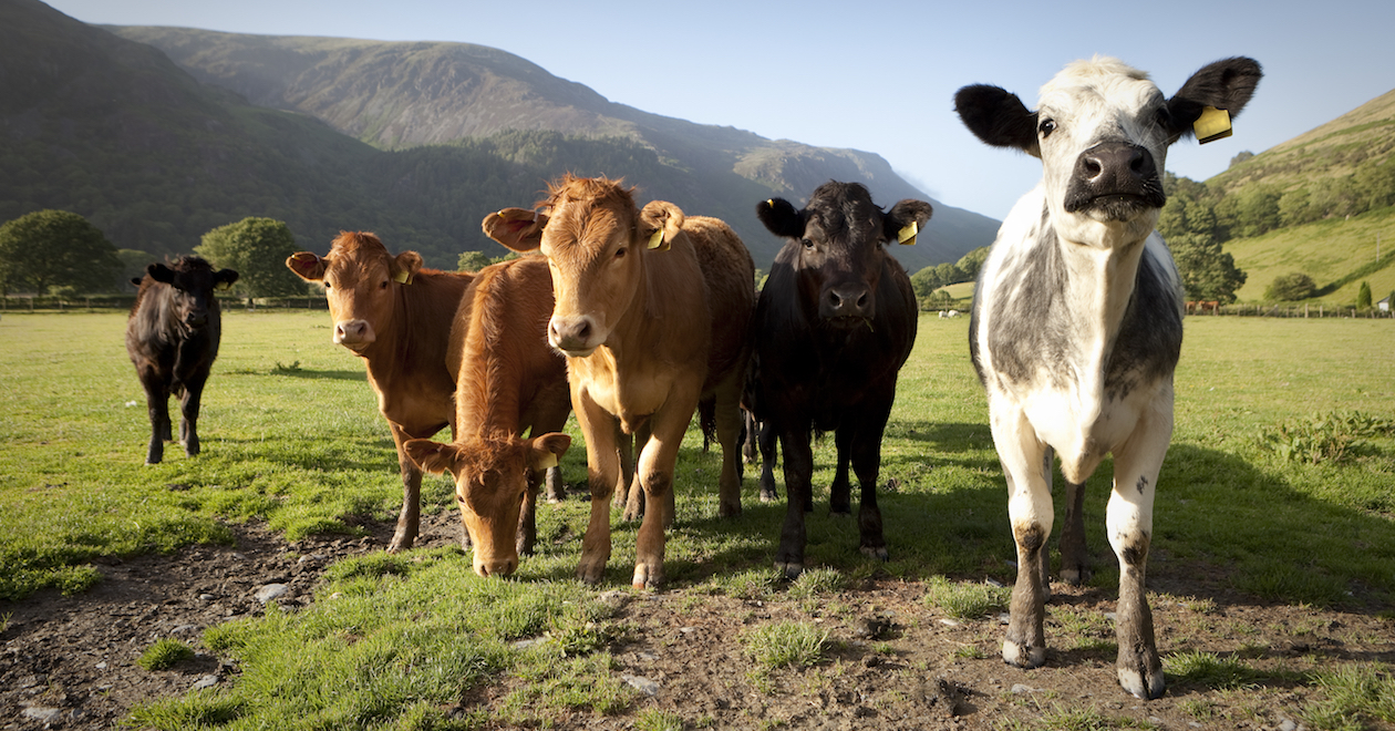 Farmers add voice to demands to maintain post-Brexit food standards