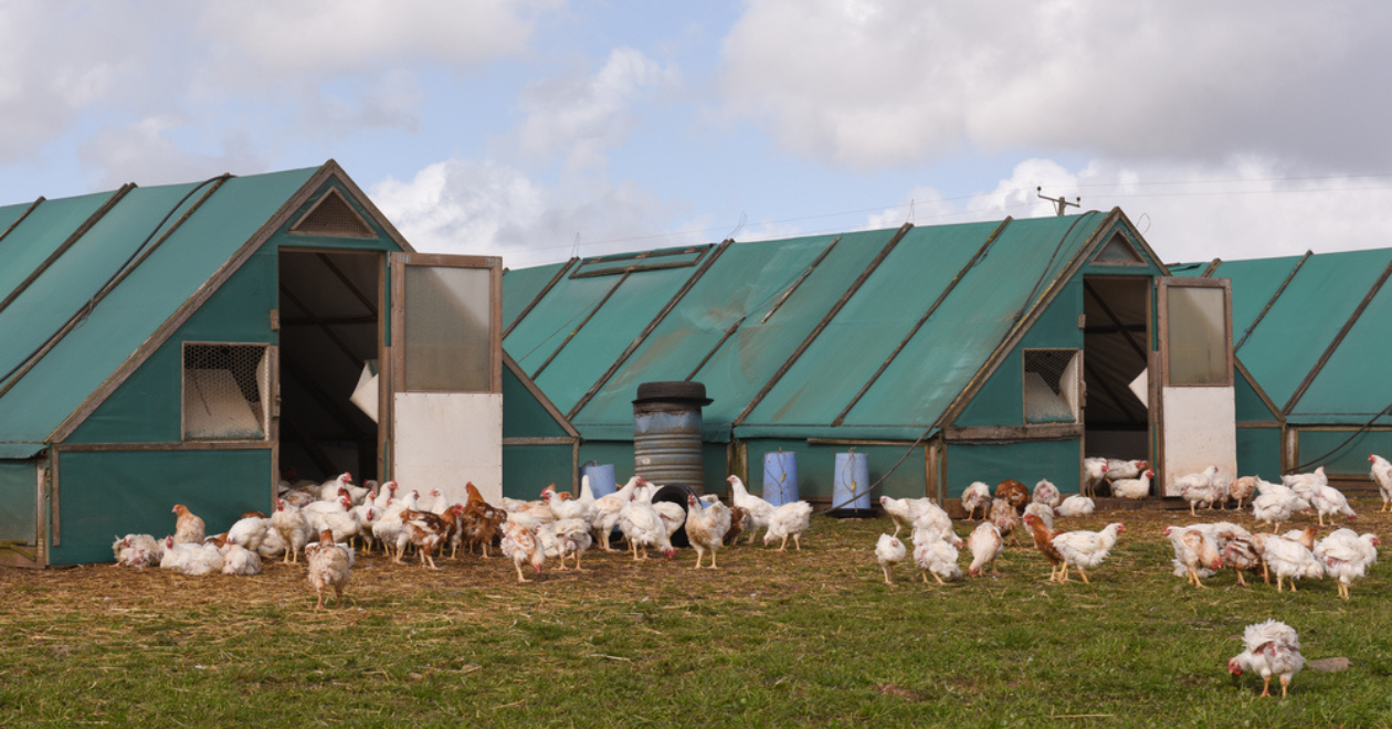 Flock of chickens