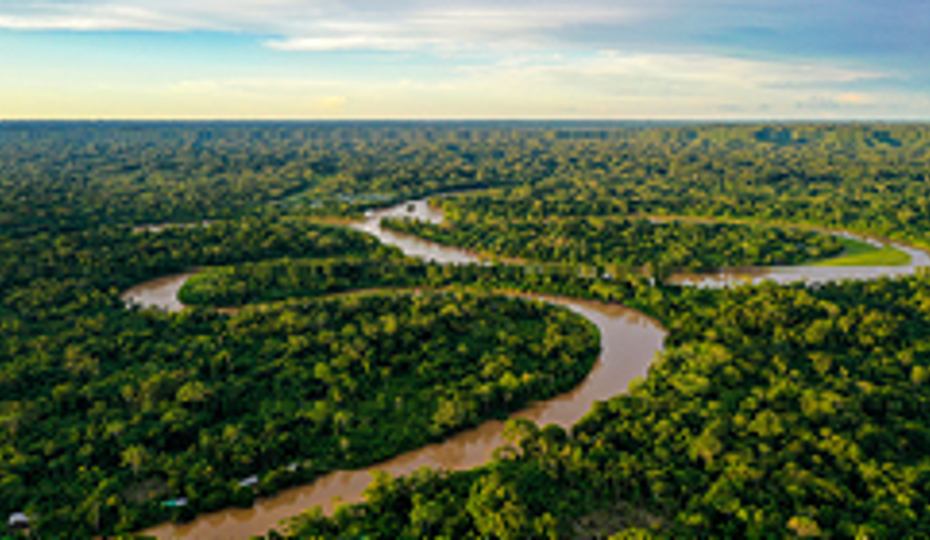 The Amazon rainforest