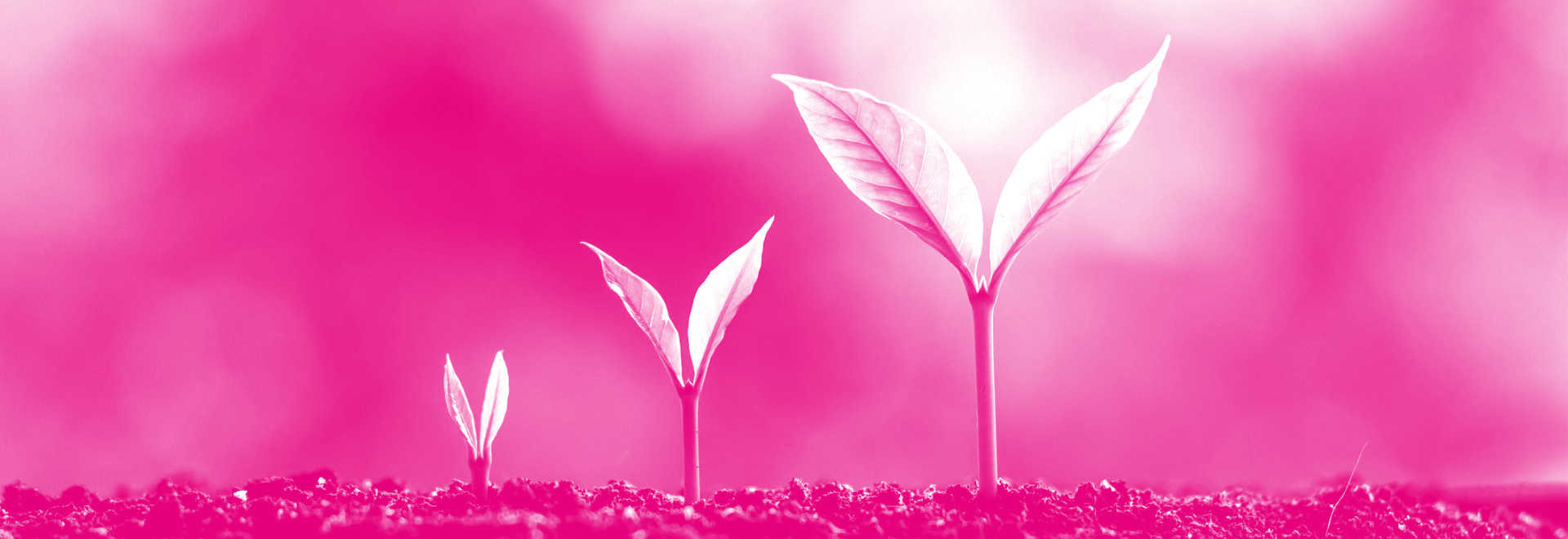 Photo of a plant growing