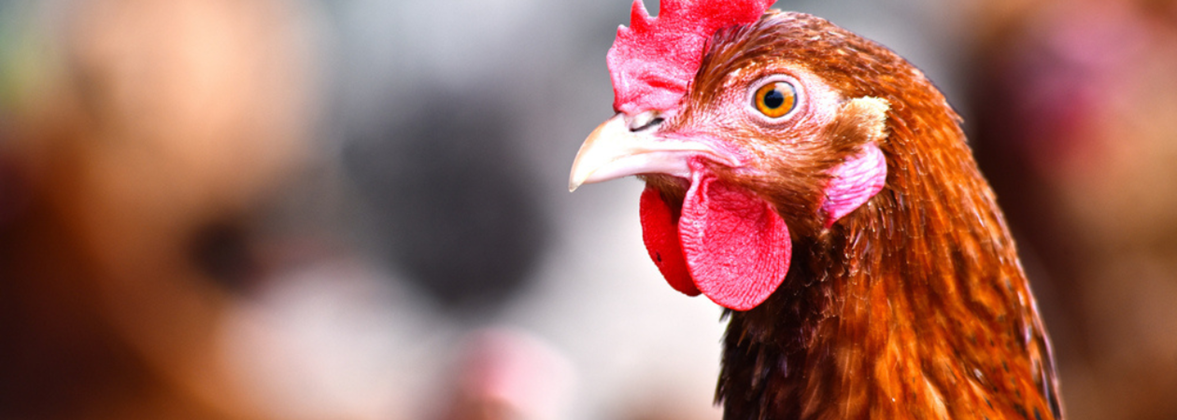 Chickens treated with antibiotics could compromise human health