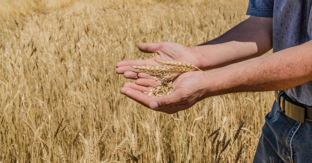 Farmer's hand holding wheat 
