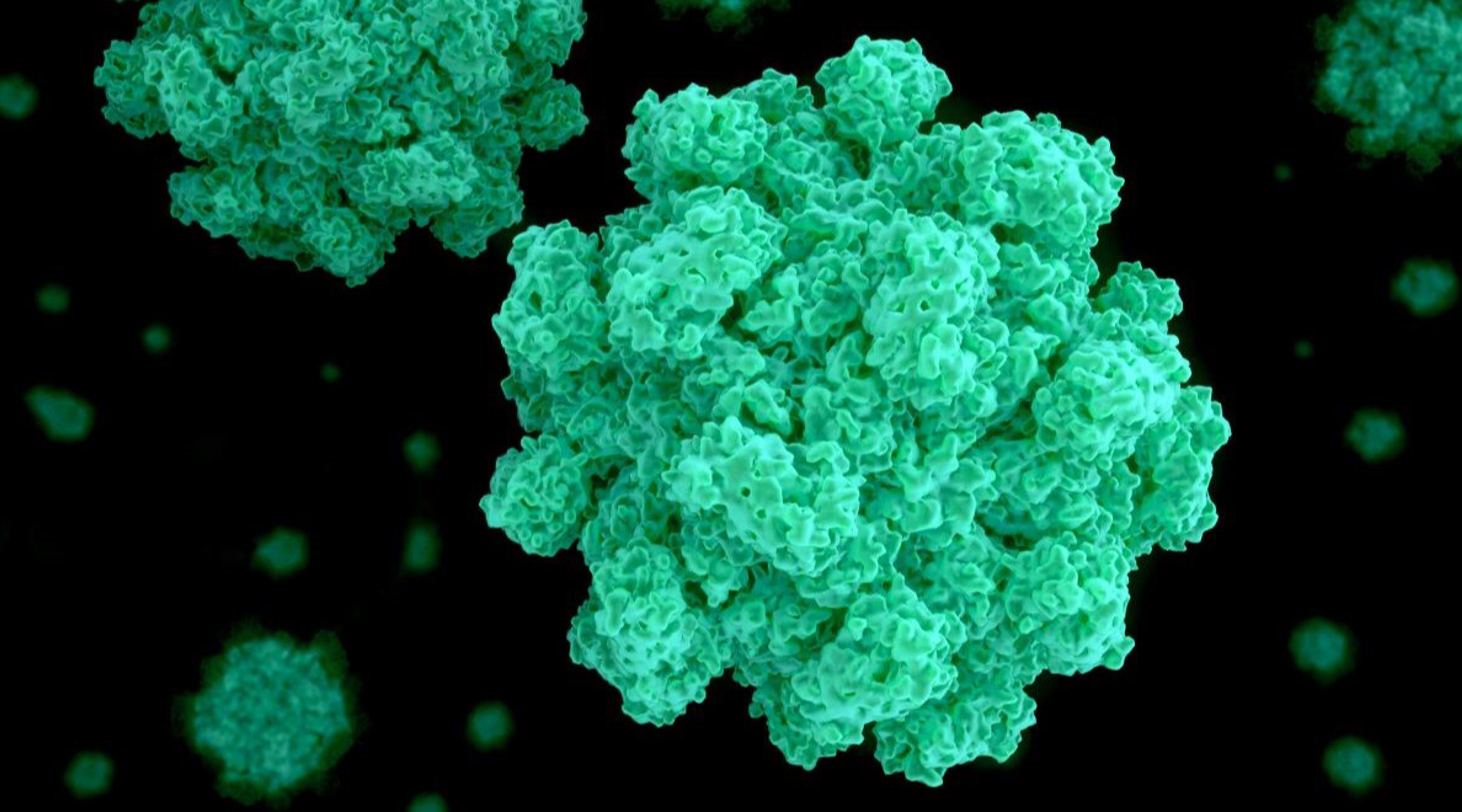 Norovirus