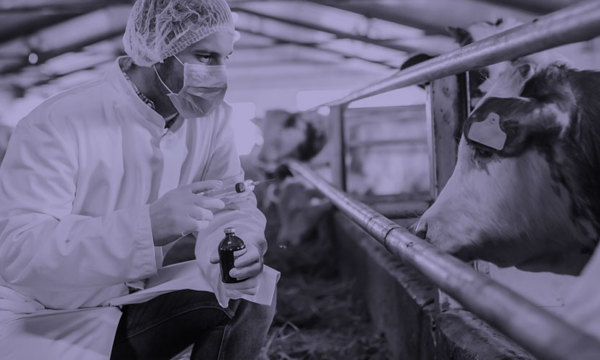 Vet in protective clothing with cows