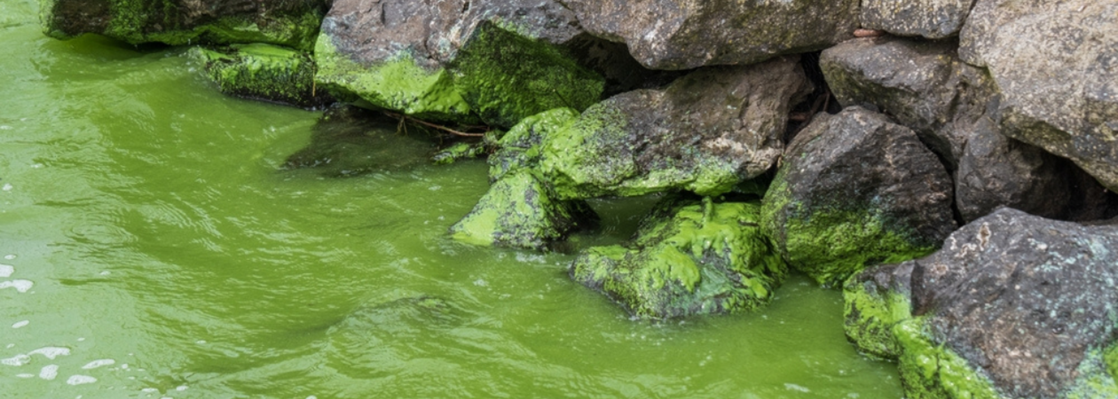 AMR concerns raised in major UK water source