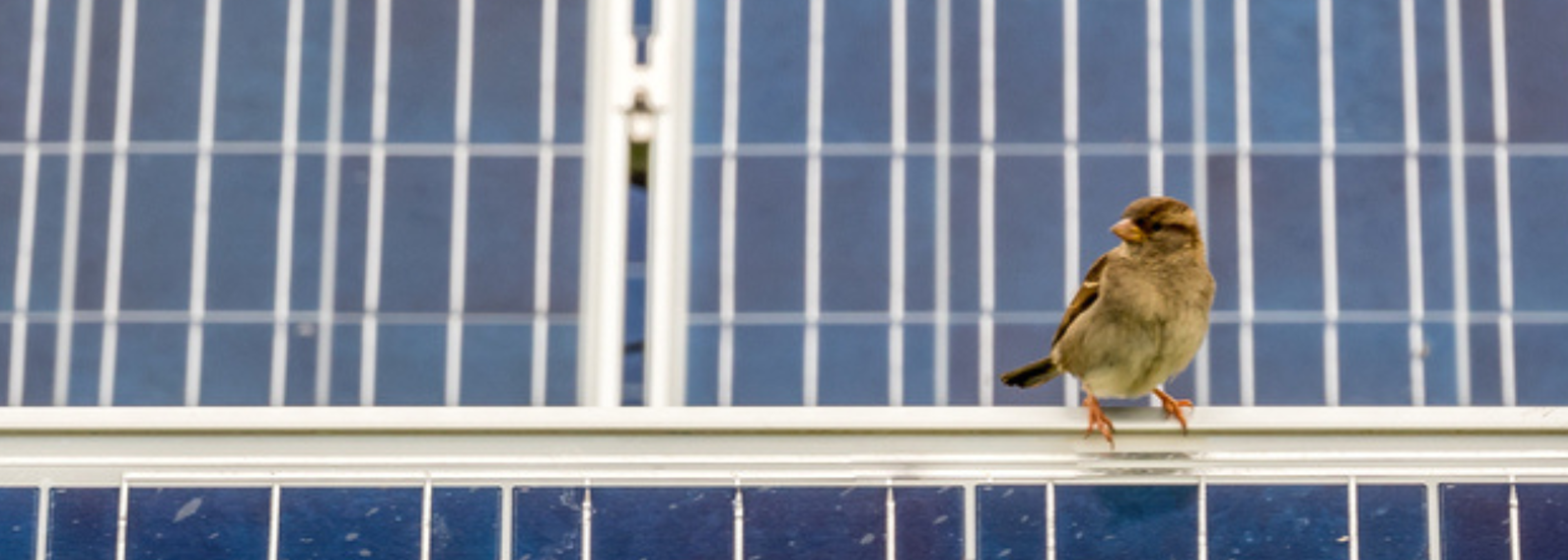 Solar farms provide havens for wildlife under threat