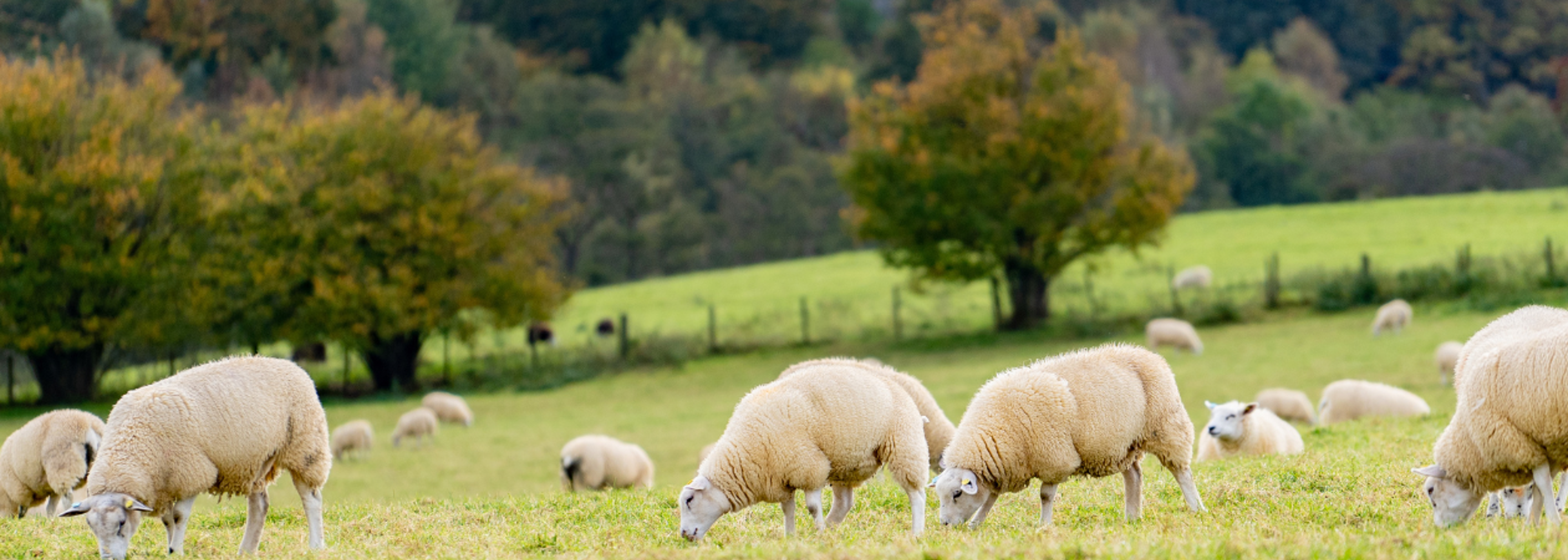 Global study shows that pesticides are fuelling biodiversity crisis