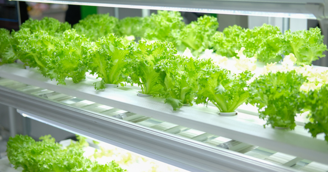 Plants growing in vertical farm