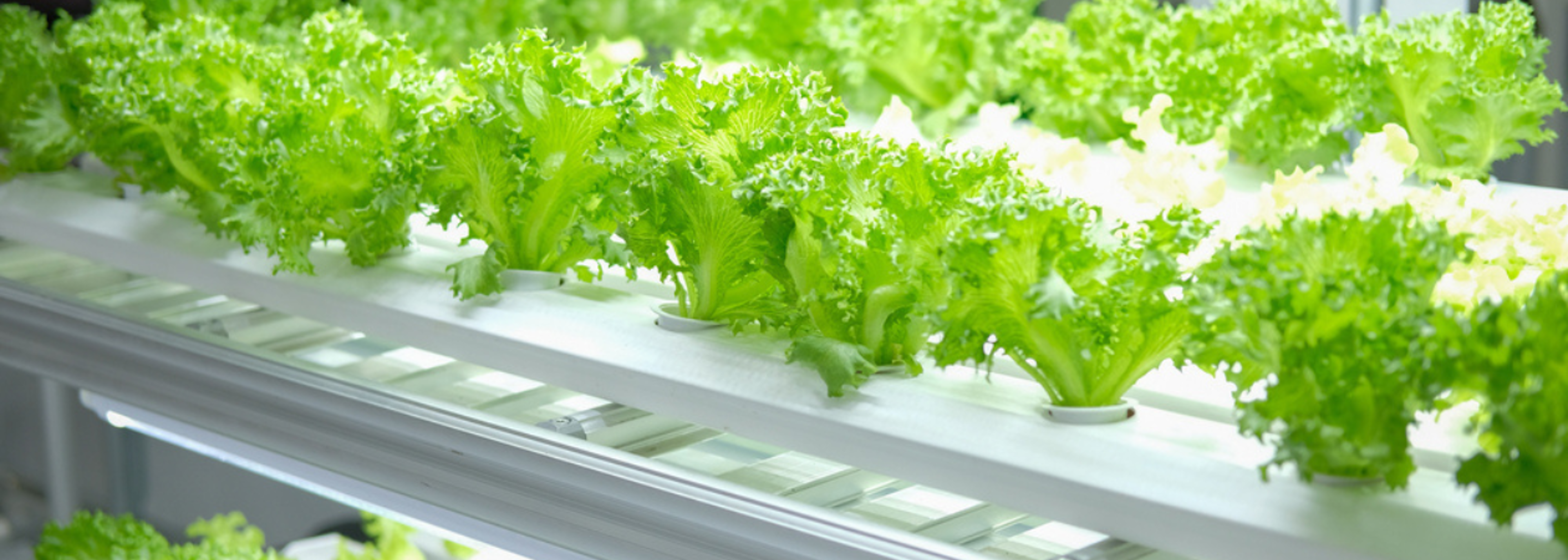 FSA highlights innovations poised to change UK diets