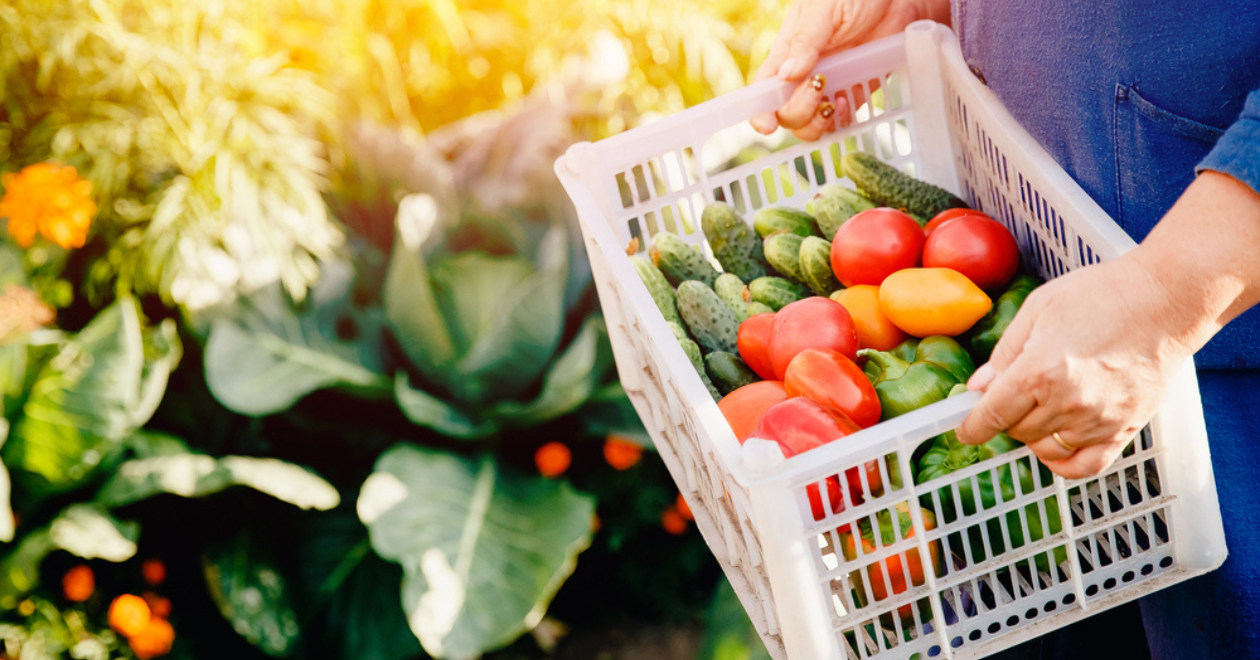 Close-up of a farmer holding a basket of vegetables