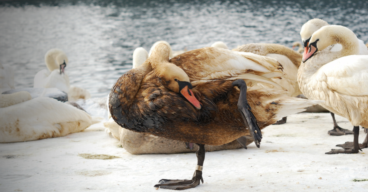 Swan covered with oil